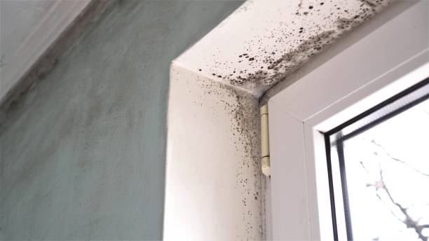 Professional Mold Removal in Kaloko, HI