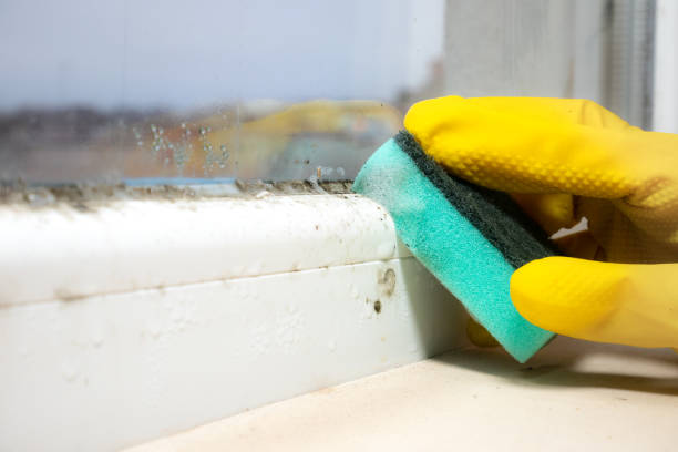 Best Black Mold Removal  in Kaloko, HI