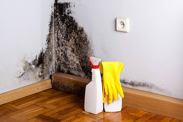 Best Attic Mold Removal  in Kaloko, HI
